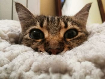 Close-up portrait of cat relaxing on bed at home