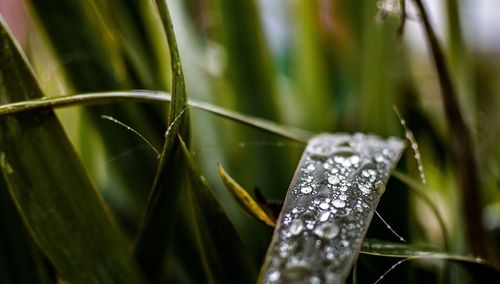 Close-up of dew drops on grass