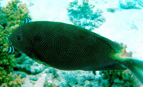 Close-up of fish underwater