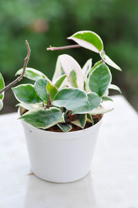 Close-up of succulent plant in pot