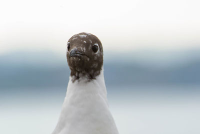 Close-up of black-headed gull outdoors