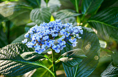 Close-up of purple flowering plant