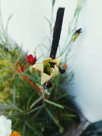 Close-up of bee on flower
