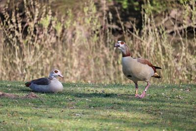 Ducks on a field