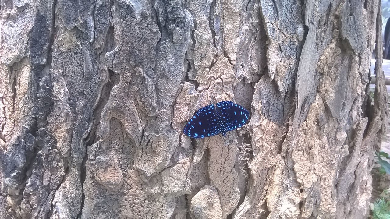 VIEW OF TREE TRUNK