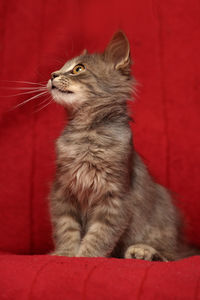 Close-up of cat looking away while sitting on red sofa