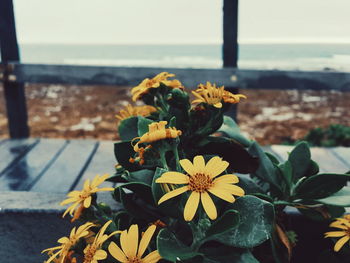 Close-up of yellow flowers