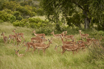Flock of sheep in a field