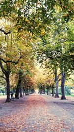 Road passing through forest