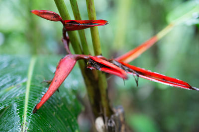 Close-up of plant against blurred background