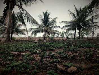 Palm trees growing on field