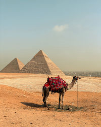 Horses on desert against sky