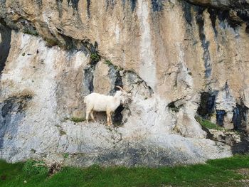 View of an animal on rock