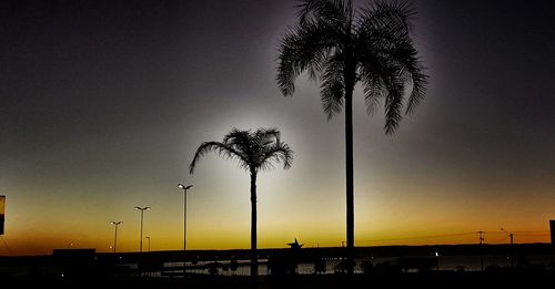 Silhouette palm trees at sunset