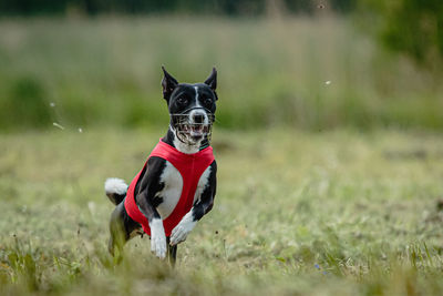 Basenji dog lifted off the ground during the dog racing competition running straight into camera