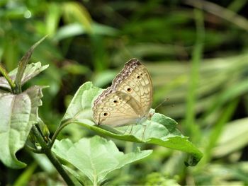 Close-up of butterfly on leaf