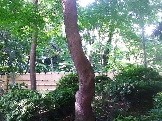 tree, growth, tree trunk, green color, branch, forest, nature, tranquility, plant, lush foliage, park - man made space, beauty in nature, growing, day, low angle view, outdoors, sunlight, leaf, no people, woodland