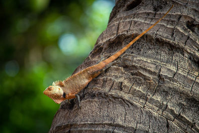 Close-up of lizard on tree trunk