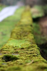 High angle view of moss covered wall