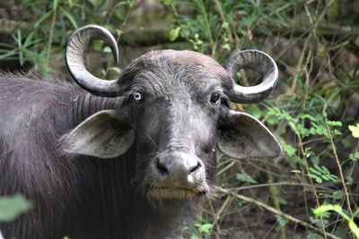 Portrait of an animal on field