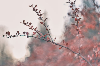 Low angle view of plants against sky during winter