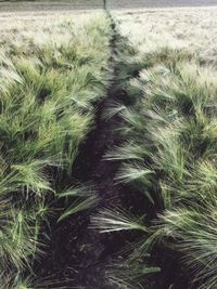 Full frame shot of wheat field