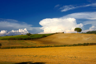 Scenic view of agricultural field against sky