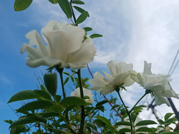 Close-up of white flowering plant against sky