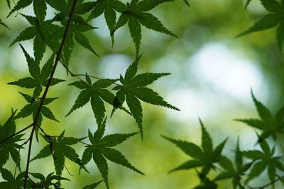 Close-up of fresh green leaves against sky