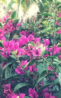 Close-up of pink flowers