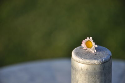 Close up of small flower