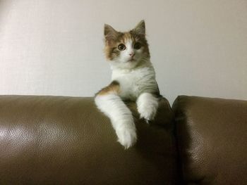 Kitten on top of sofa