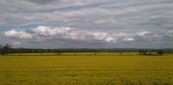 Scenic view of agricultural field against sky