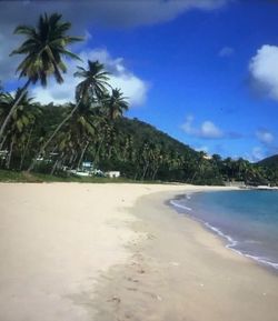 Palm trees on beach against sky