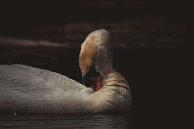 Close-up of swan on lake