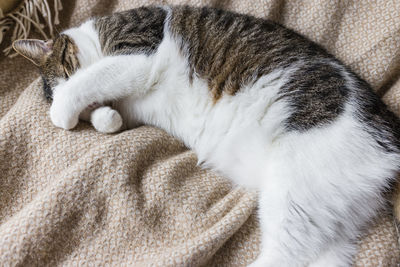 Cute domestic young cat sleeping in cozy bed