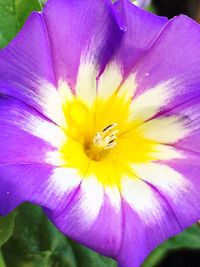 Close-up of pink flower blooming