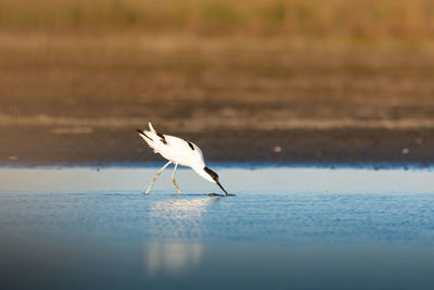 View of bird on beach