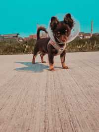 Portrait of puppy standing on field against sky