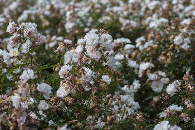 Close-up of white flowering plants on field