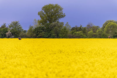 Scenic view of yellow flower field against sky