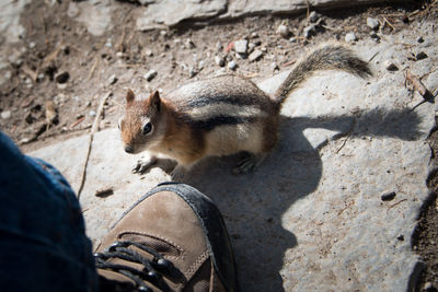 Low section of person holding squirrel