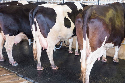 Cows standing in a farm