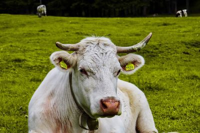 Portrait of sheep on field