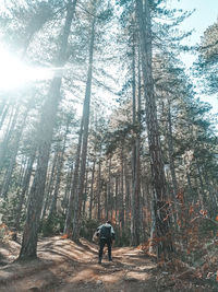 Rear view of man amidst trees in forest