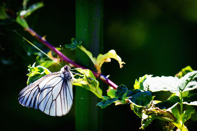 Close-up of butterfly on plant