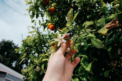 Cropped hand of person holding flowers in tree