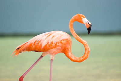 Close-up side view of a bird