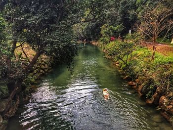 Ducks swimming in lake