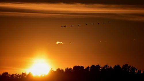 Silhouette birds flying against orange sky